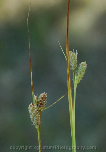 Carex-swanii-~-Swans-sedge