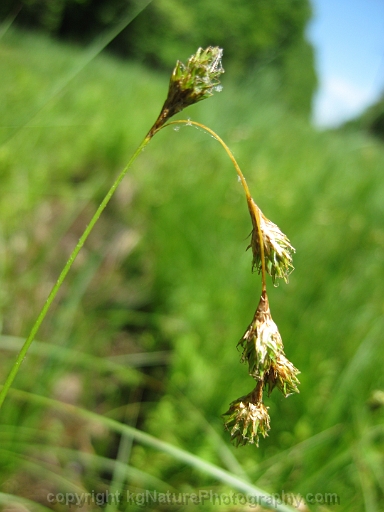 Carex-tenera-~-quill-sedge