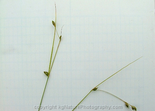 Carex-trisperma-~-threeseeded-sedge