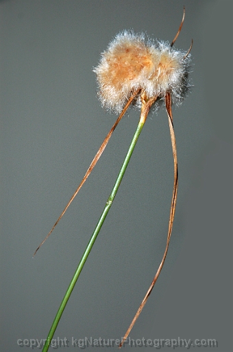 Eriophorum-virginicum-~-tawny-cotton-grass