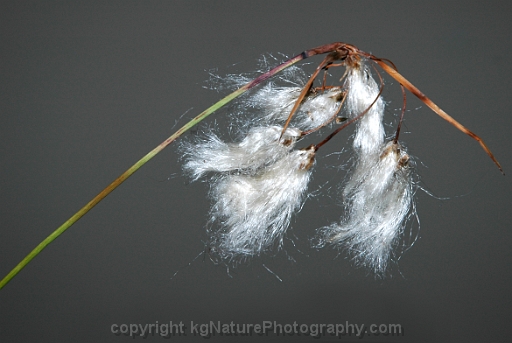 Eriophorum-viridicarinatum-~-green-keeled-cotton-grass