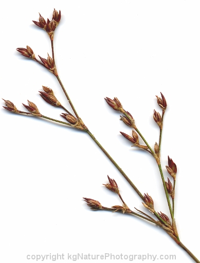 Juncus-pelocarpus-~-brown-fruited-rush