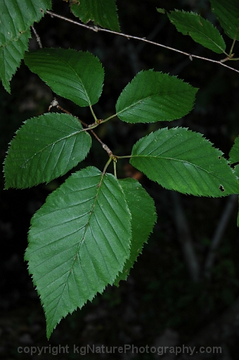 Betula-alleghaniensis-~-yellow-birch