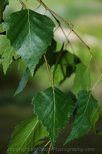Betula-pendula-~-European-white-birch