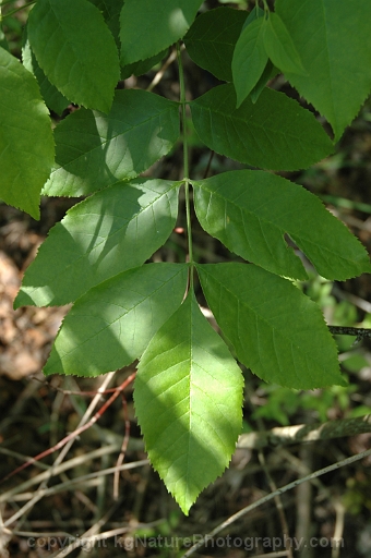 Fraxinus-pennsylvanica-~-green-ash