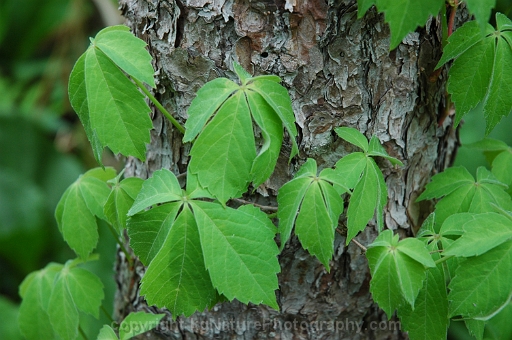Parthenocissus-quinquefolia-~-virginia-creeper