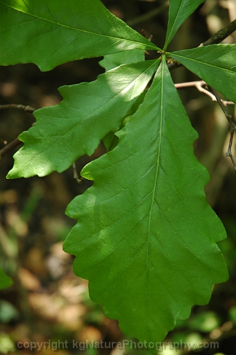 Quercus-bicolor-~-swamp-white-oak