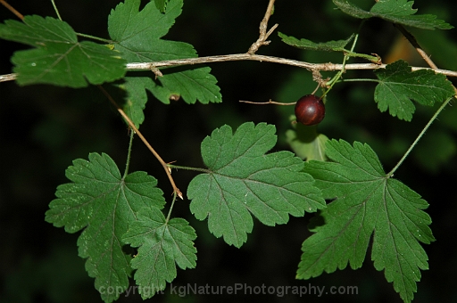 Ribes-hirtellum-~-swamp-gooseberry
