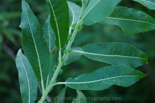 Salix-eriocephala-~-wooly-headed-willow