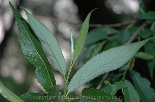 Salix-fragilis-~-crack-willow