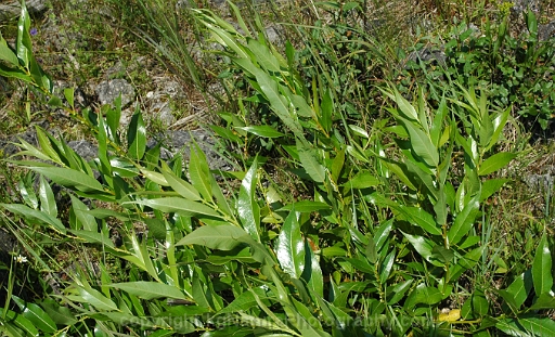 Salix-lucida-~-shining-willow