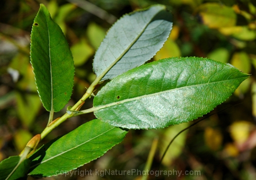 Salix-myricoides-~-blueleaf-willow
