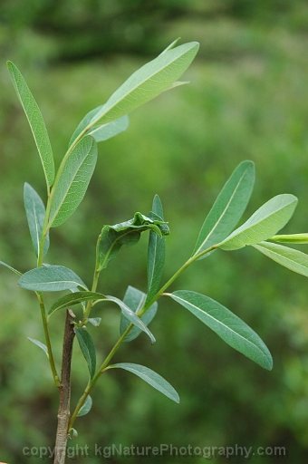 Salix-pedicellaris-~-bog-willow