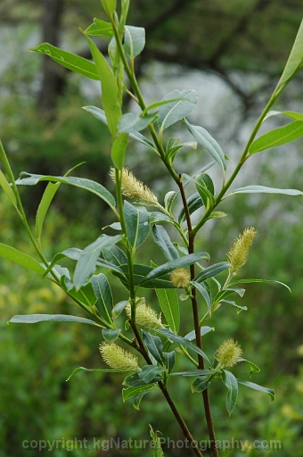 Salix-petiolaris-~-slender-willow
