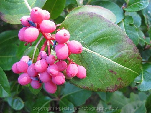 Viburnum-cassinoides-~-wild-raisin