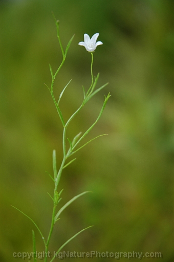 Campanula-aparinoides-~-marsh-bellflower