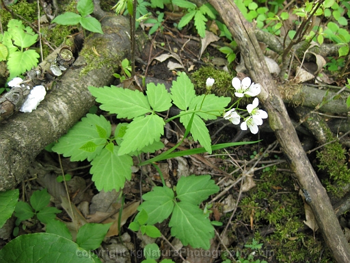 Cardamine-diphylla-~-two-leaved-toothwort