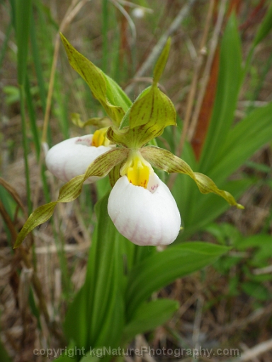 Cypripedium-candidum-~-white-lady-slipper-orchid