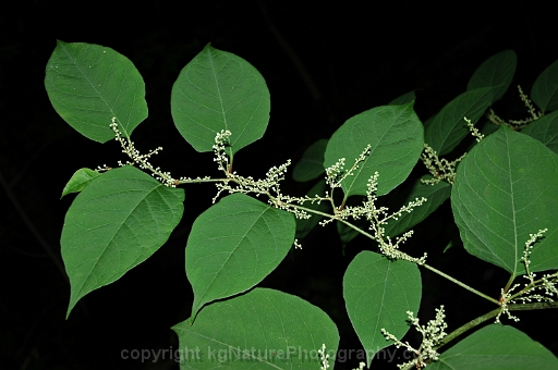 Fallopia-japonica-~-Japanese-knotweed