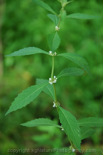 Lycopus-uniflorus-~-northern-bugle-weed