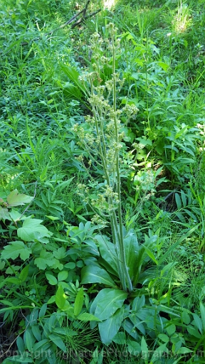 Micranthes-pensylvanica-~-swamp-saxifrage