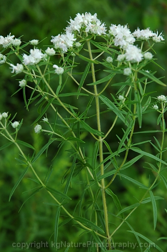 Pycnanthemum-virginianum-~-Virginia-mountain-mint