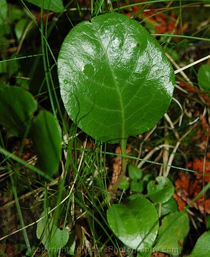 Pyrola-rotundifolia-~-round-leaved-wintergreen
