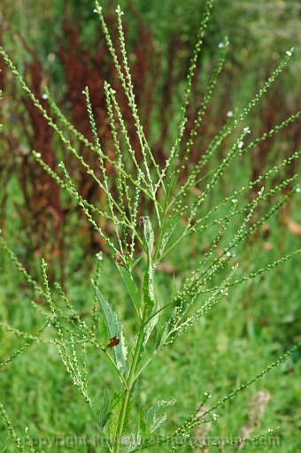 Verbena-urticifolia-~-white-vervain