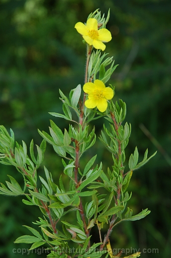 Dasiphora-fruticosa-~-shrubby-cinquefoil