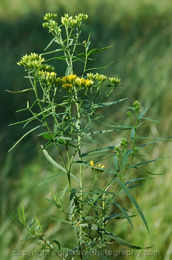Euthamia-graminifolia-~-Solidago-graminifolia-~-grass-leaved-goldenrod