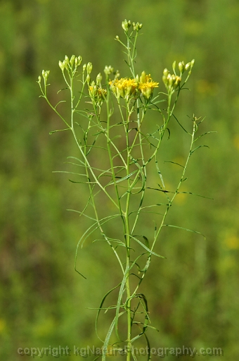 Euthamia-remota-~-Solidago-remota-~-grass-leaved-goldenrod