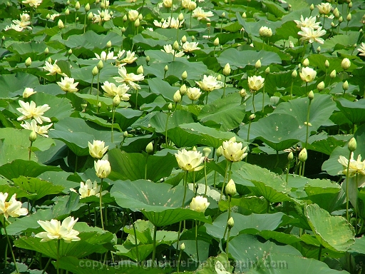 Nelumbo-lutea-~-American-lotus
