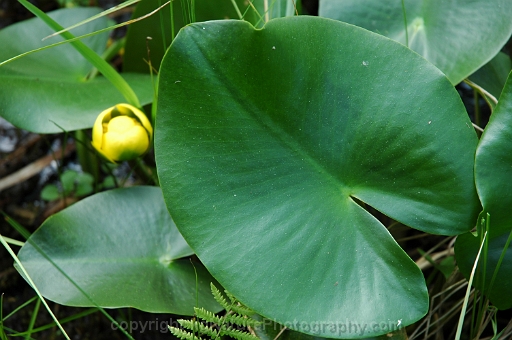 Nuphar-~-lutea-ssp-advena-~-southern-yellow-pond-lily