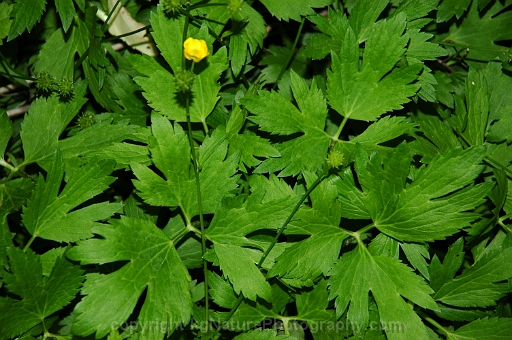 Ranunculus-hispidus-~-swamp-buttercup