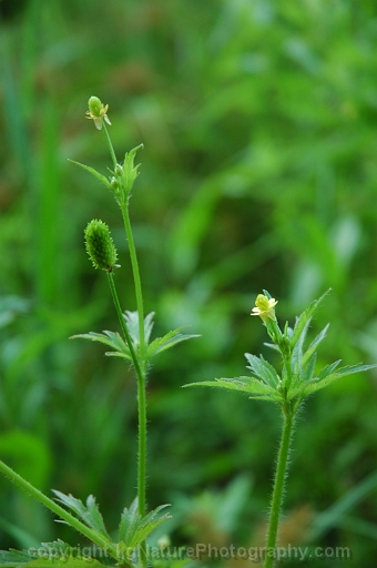 Ranunculus-pensylvanicus-~-Pennsylvania-buttercup-~-bristly-crowfoot