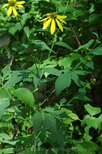 Rudbeckia-laciniata-~-cut-leaved-coneflower