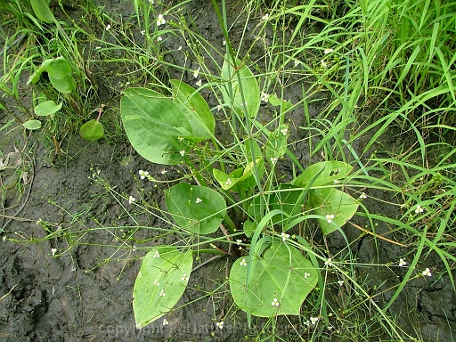 Alisma-subcordatum-~-Alisma-plantago-aquatica-~-American-water-plantain-b