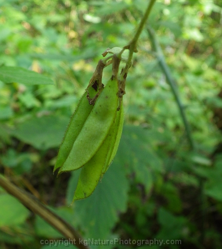 Amphicarpaea-bracteata-~-American-hog-peanut-c