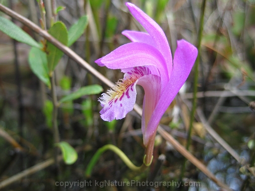 Arethusa-bulbosa-~-dragons-mouth-orchid-b