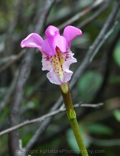 Arethusa-bulbosa-~-dragons-mouth-orchid-c