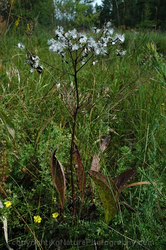 Arnoglossum-plantagineum-~-tuberous-Indian-plantain-b