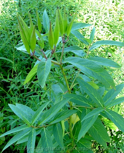 Asclepias-incarnata-~-swamp-milkweed-b