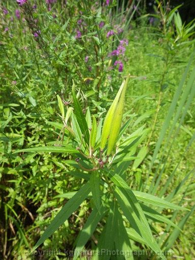 Asclepias-incarnata-~-swamp-milkweed-c