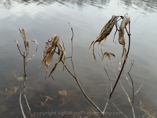 Asclepias-incarnata-~-swamp-milkweed-d