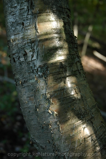 Betula-alleghaniensis-~-yellow-birch-b
