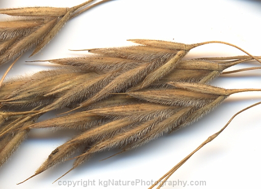 Bromus-pubescens-~-hairy-woodland-brome-b