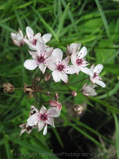 Butomus-umbellatus-~-flowering-rush-c
