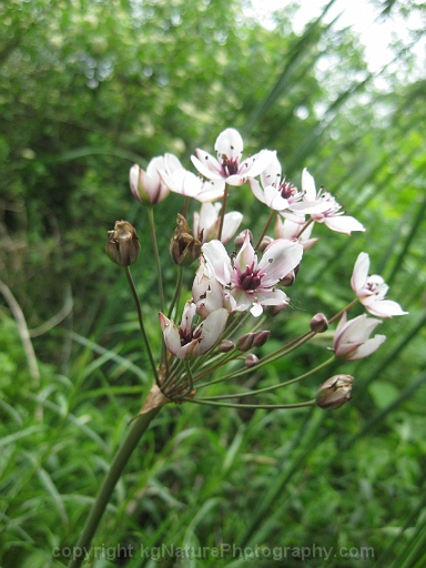 Butomus-umbellatus-~-flowering-rush-d