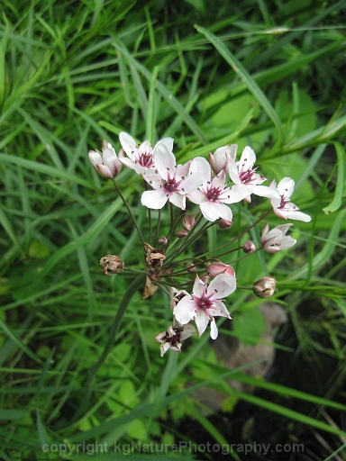 Butomus-umbellatus-~-flowering-rush-e