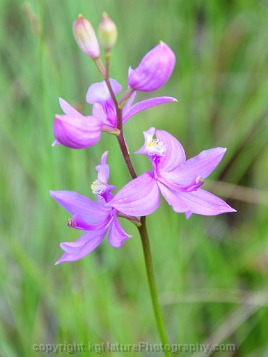 Calopogon-tuberosus-~-grass-pink-orchid-b
